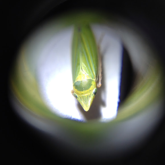 Spotting Image 1
