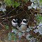 African Penguins