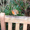 European Robin