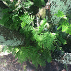 Resurrection fern