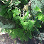 Resurrection fern