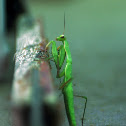 European Praying Mantis