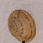 Oxychilus Snail