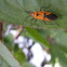 Red Cotton Stainer