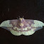 Imperial Moth