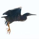 green heron