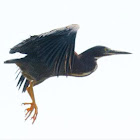 green heron