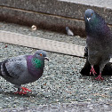 Pigeon
