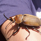 Hirschkäfer