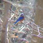 Eastern Bluebird