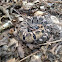 Eastern hog-nose snake