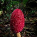 Helosis