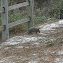 Unnamed spotting