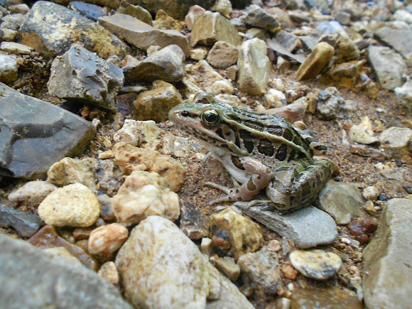 Spotting Image 1