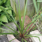 Dracaena spike