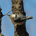 White-breasted Nuthatch