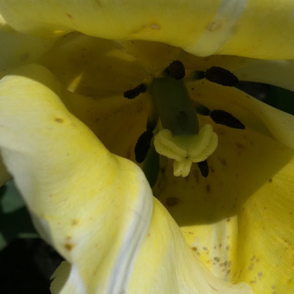 Spotting Image 1