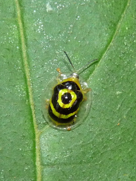 Spotting Image 1