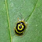 Tortoise beetle