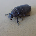 Beetle