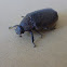 Beetle