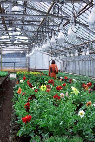 All About Greenhouse Growing