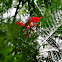 Royal Poinciana（凤凰木）