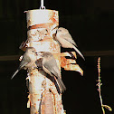 Bushtits