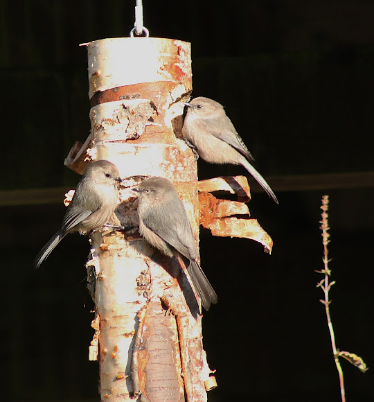 Spotting Image 1