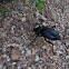 Darkling Beetle