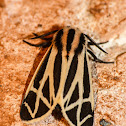 Harnessed tiger moth (male)