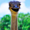 Ostrich