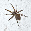 Wolf spider