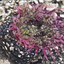 Pink-tipped anemone