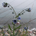 Blue hound's-tongue (Κυνόγλωσσο)