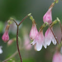 Twinflower