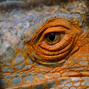 Iguana Orange (Green)