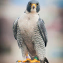 Peregrine falcon