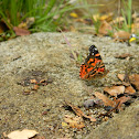 Mariposa Colorada