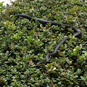 Black Racer