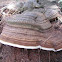 Phellinus igniarius