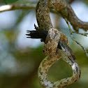 Oak Snake (video -dines on Ruby Throat)