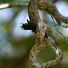 Oak Snake (video -dines on Ruby Throat)