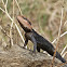 Blanford's Rock Agama