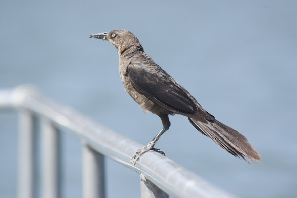 Spotting Image 1