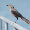 Great-tailed Grackle