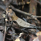 Western Leaf Lizard