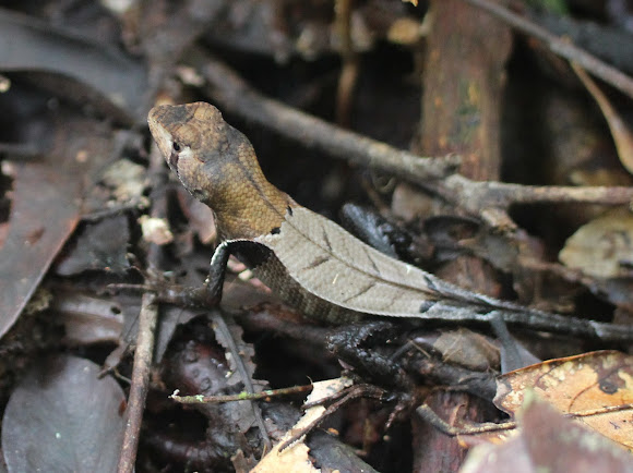 Spotting Image 1