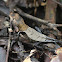 Western Leaf Lizard