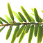 Eastern Hemlock